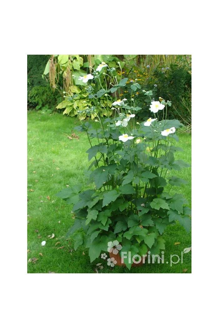 Zawilec japoński 'Andrea Atkinson' |Anemone hupehensis