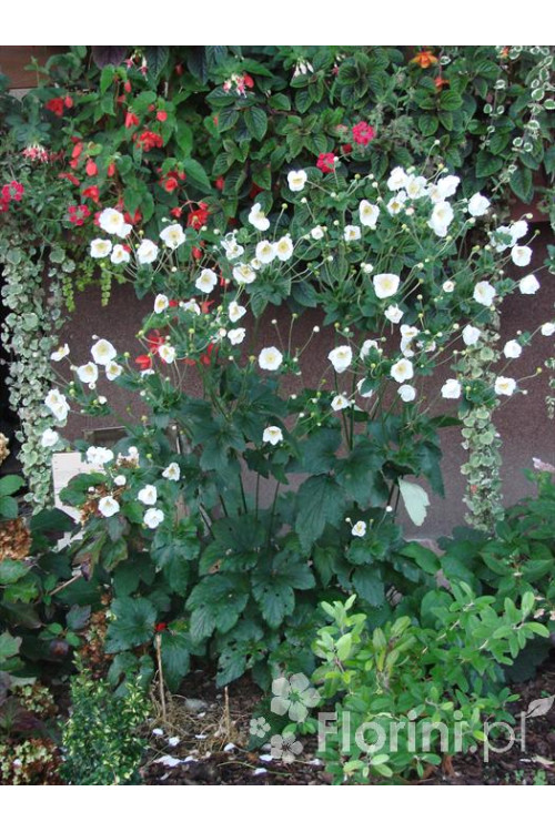 Zawilec japoński 'Andrea Atkinson' |Anemone hupehensis