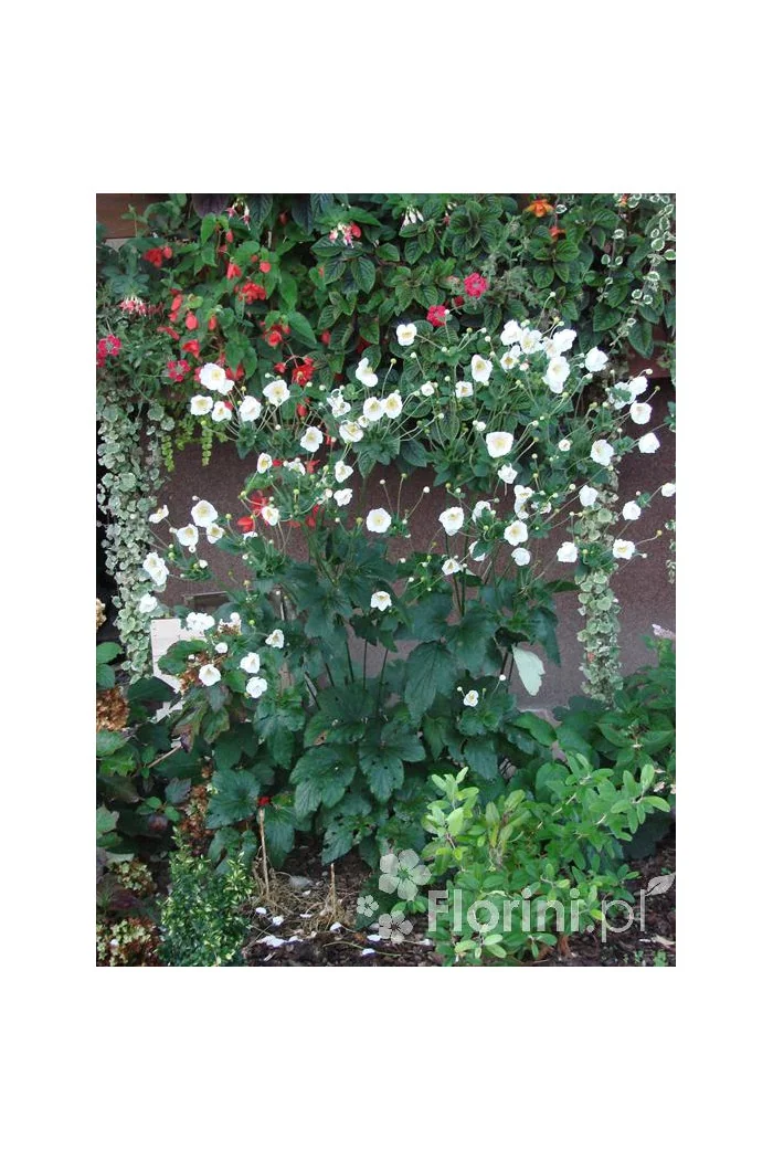 Zawilec japoński 'Andrea Atkinson' |Anemone hupehensis