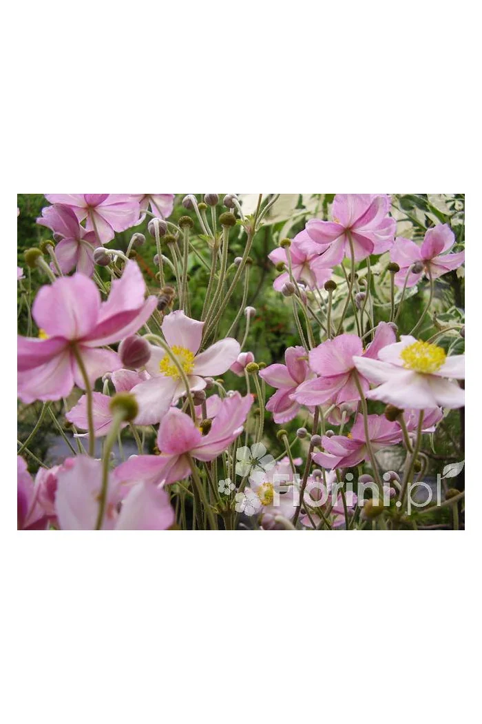 Zawilec japoński 'Konigin Charlotte' | Anemone japonica