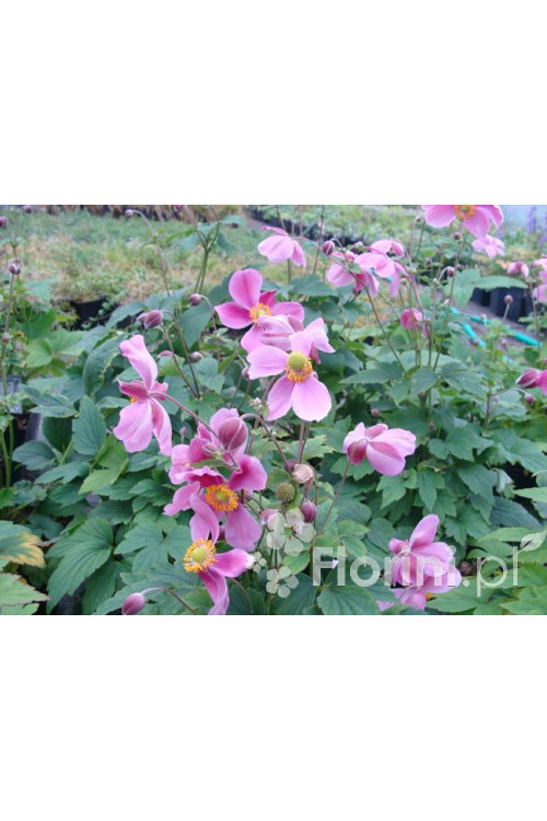 Zawilec japoński 'Praecox' Anemone hupehensis