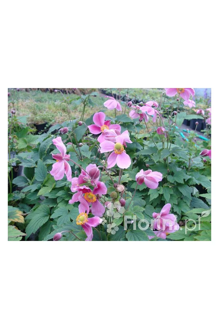 Zawilec japoński 'Praecox' Anemone hupehensis