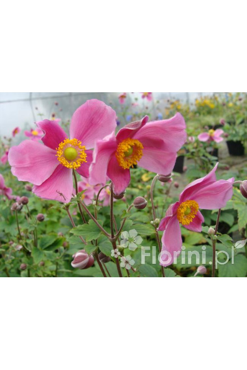 Zawilec japoński 'Praecox' Anemone hupehensis