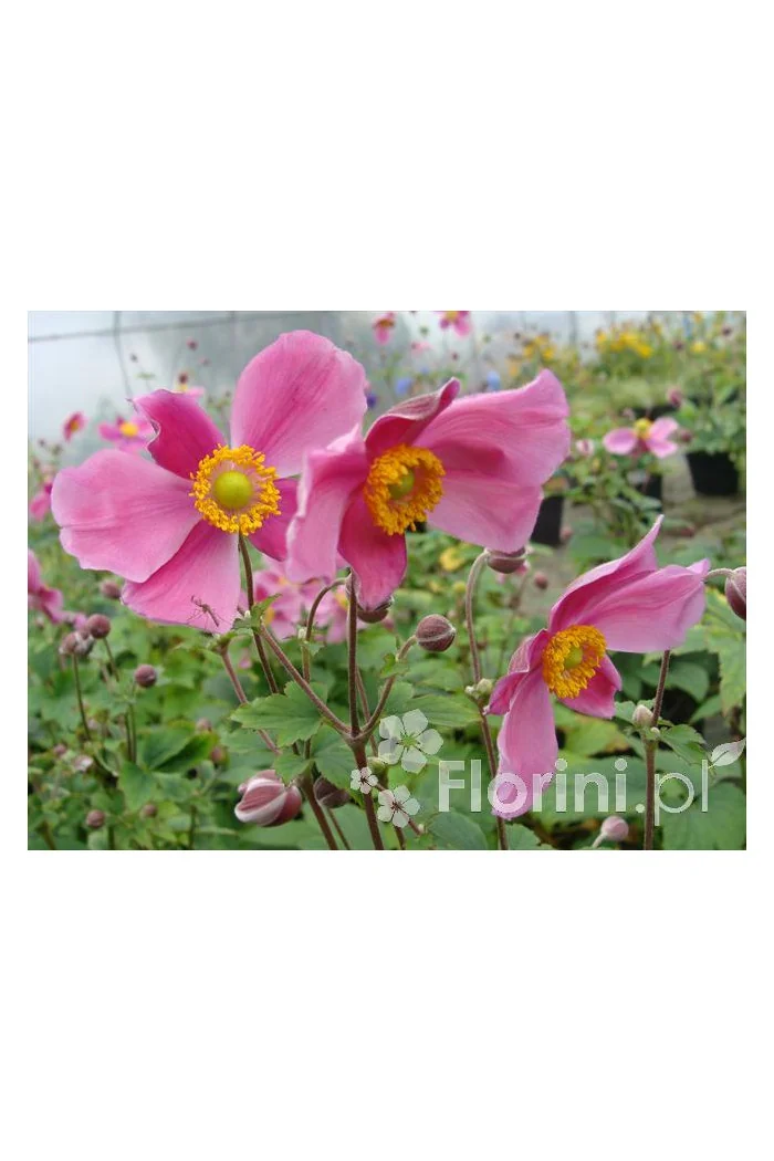 Zawilec japoński 'Praecox' Anemone hupehensis