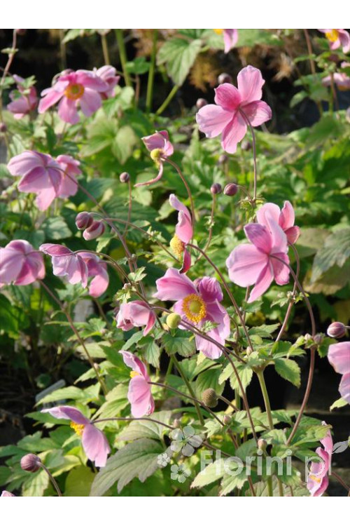 Zawilec japoński 'Praecox' Anemone hupehensis