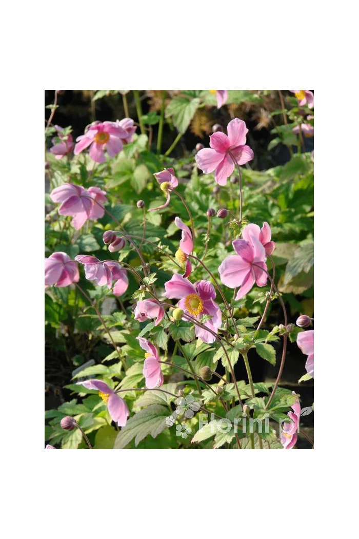 Zawilec japoński 'Praecox' Anemone hupehensis