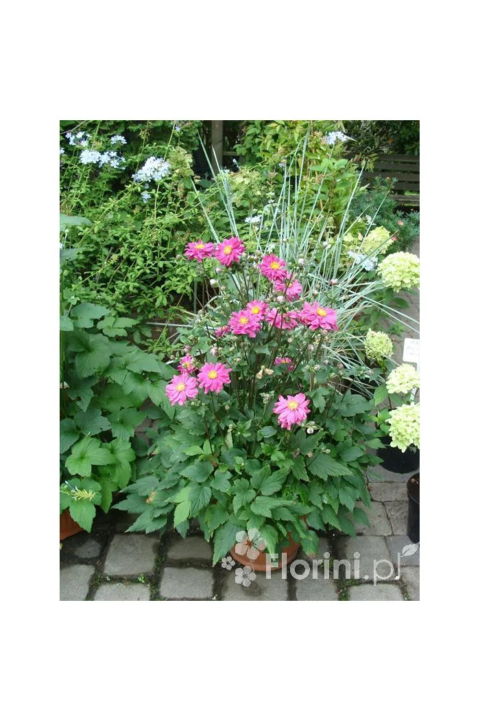 Zawilec japoński 'Prinz Heinrich' | Anemone hupehensis