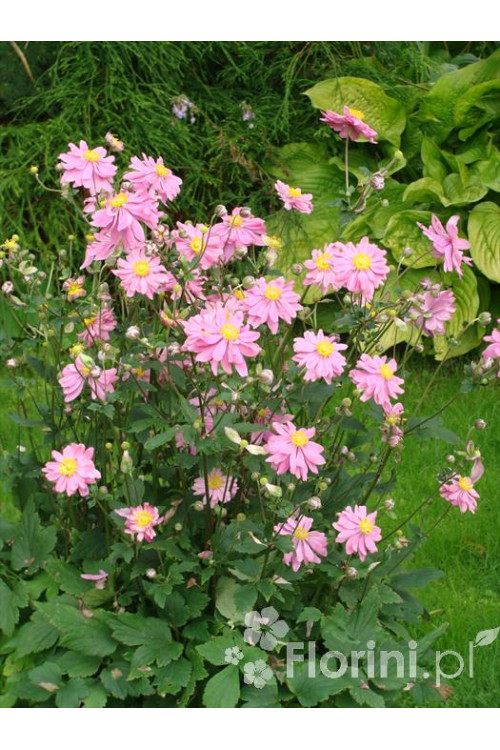 Zawilec japoński 'Prinz Heinrich' | Anemone hupehensis