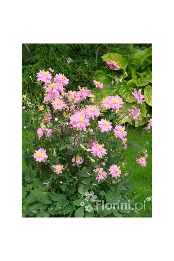 Zawilec japoński 'Prinz Heinrich' | Anemone hupehensis