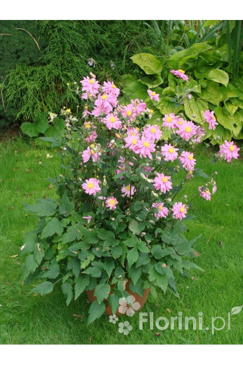 Zawilec japoński 'Prinz Heinrich' | Anemone hupehensis