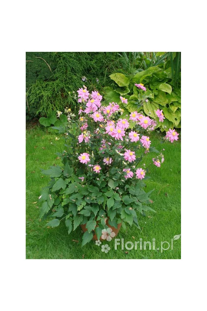 Zawilec japoński 'Prinz Heinrich' | Anemone hupehensis