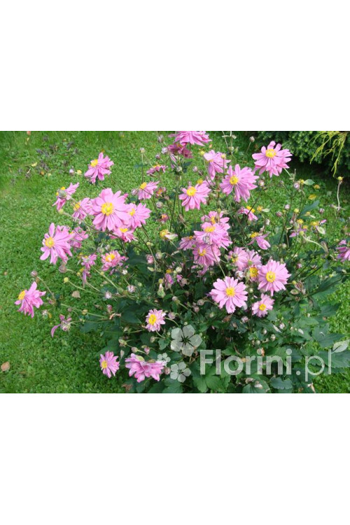 Zawilec japoński 'Prinz Heinrich' | Anemone hupehensis