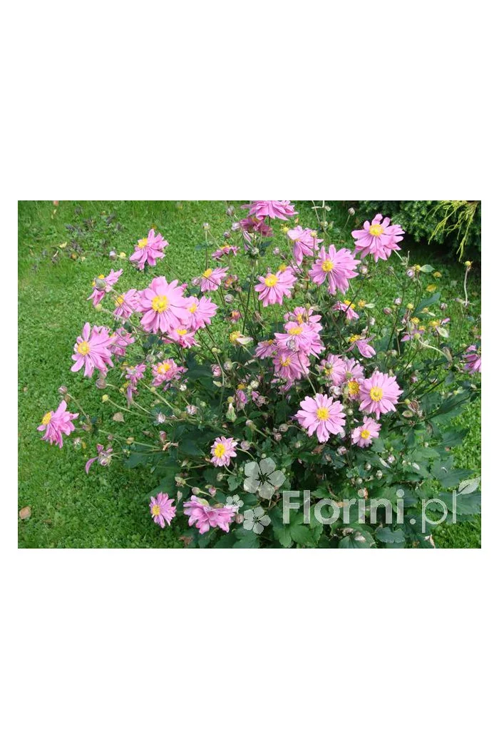 Zawilec japoński 'Prinz Heinrich' | Anemone hupehensis