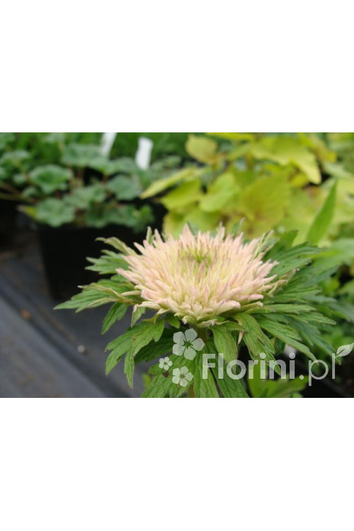 Zawilec wielkokwiatowy 'Polish Star' | Anemone sylvestris