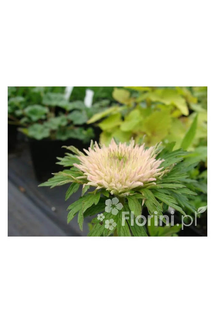 Zawilec wielkokwiatowy 'Polish Star' | Anemone sylvestris