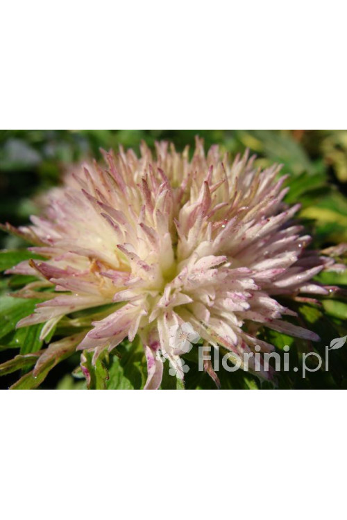 Zawilec wielkokwiatowy 'Polish Star' | Anemone sylvestris