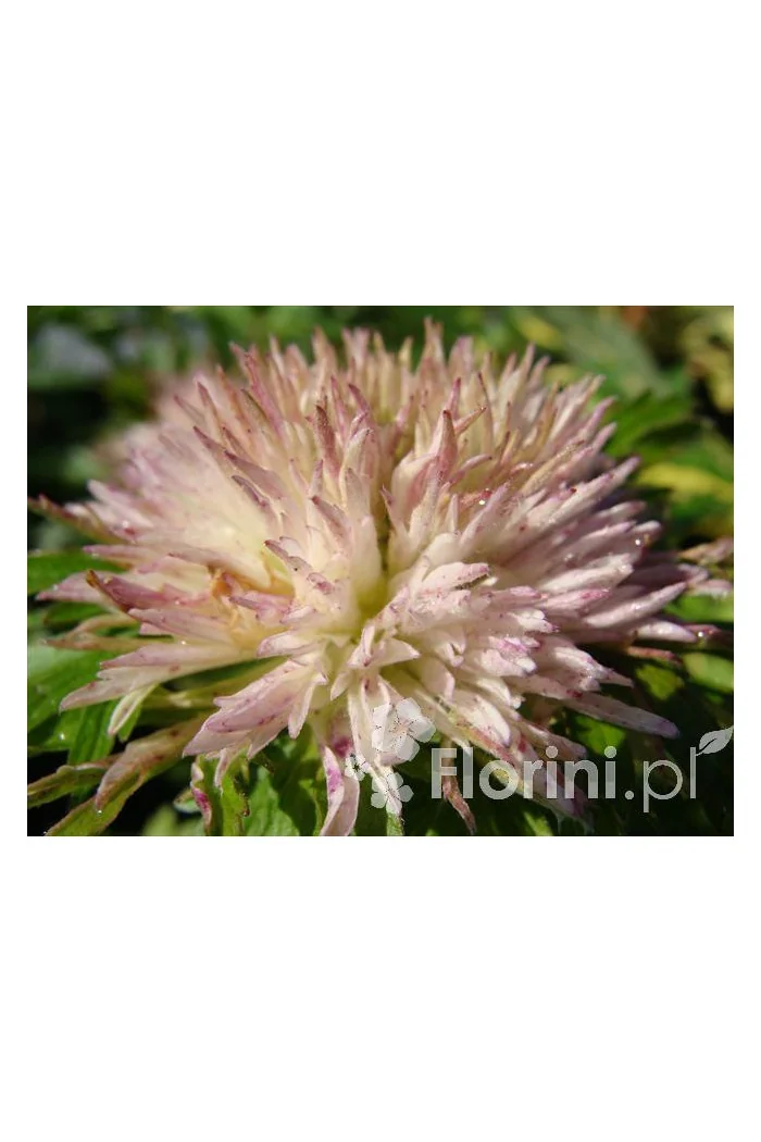 Zawilec wielkokwiatowy 'Polish Star' | Anemone sylvestris