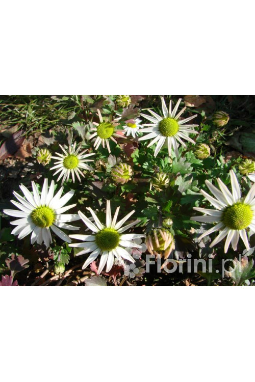 Złocień arktyczny | Arctanthemum arcticum