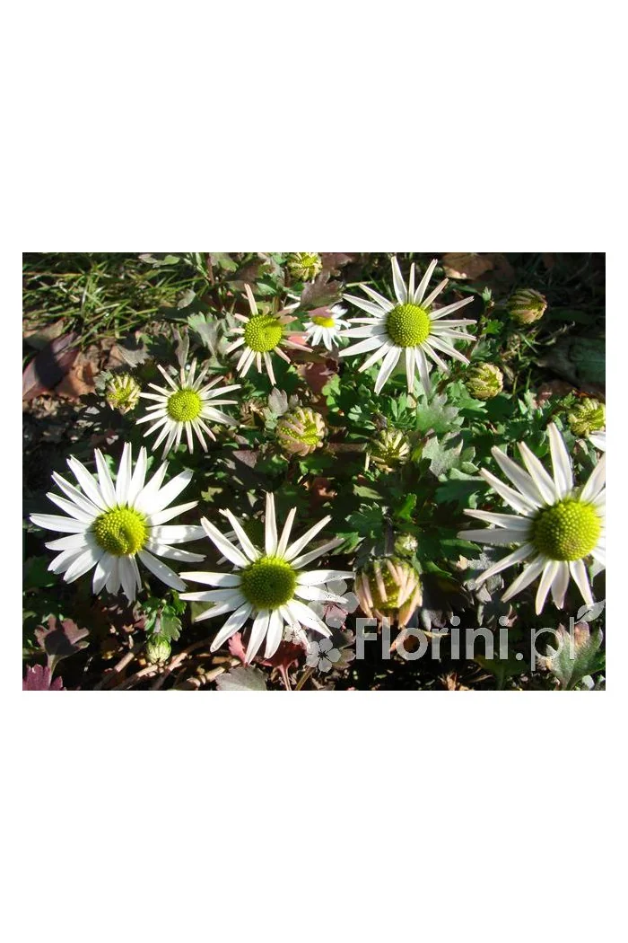Złocień arktyczny | Arctanthemum arcticum