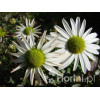 Złocień arktyczny | Arctanthemum arcticum