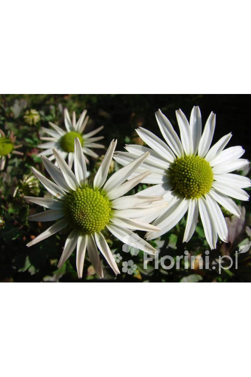 Złocień arktyczny | Arctanthemum arcticum