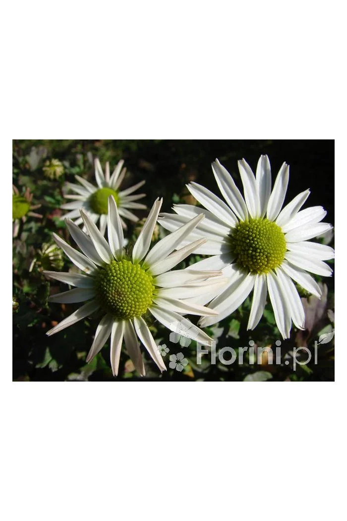 Złocień arktyczny | Arctanthemum arcticum