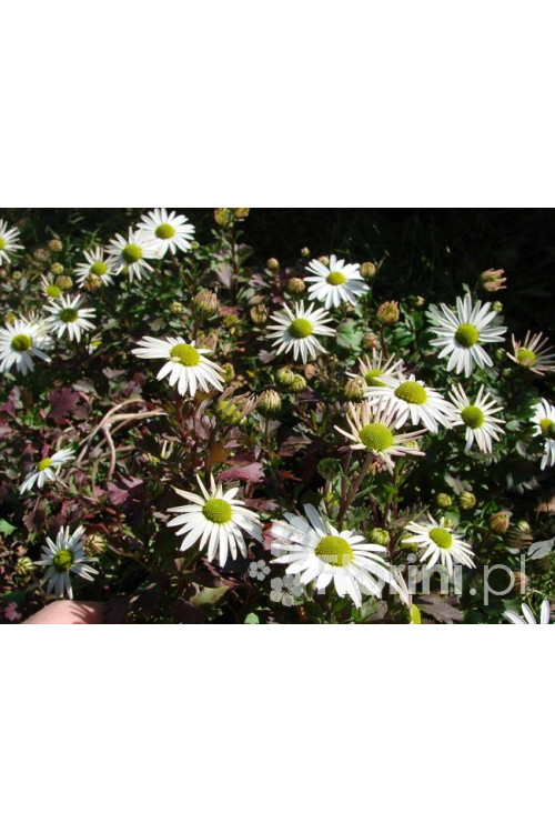 Złocień arktyczny | Arctanthemum arcticum