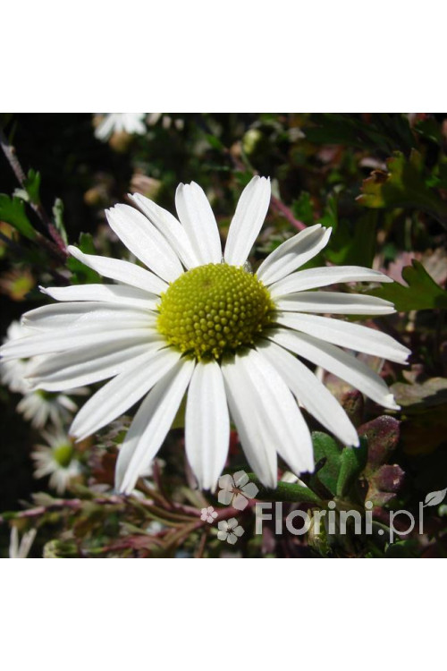 Złocień arktyczny | Arctanthemum arcticum