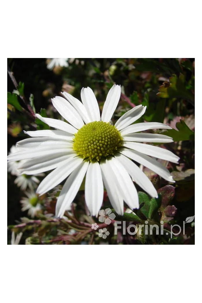 Złocień arktyczny | Arctanthemum arcticum