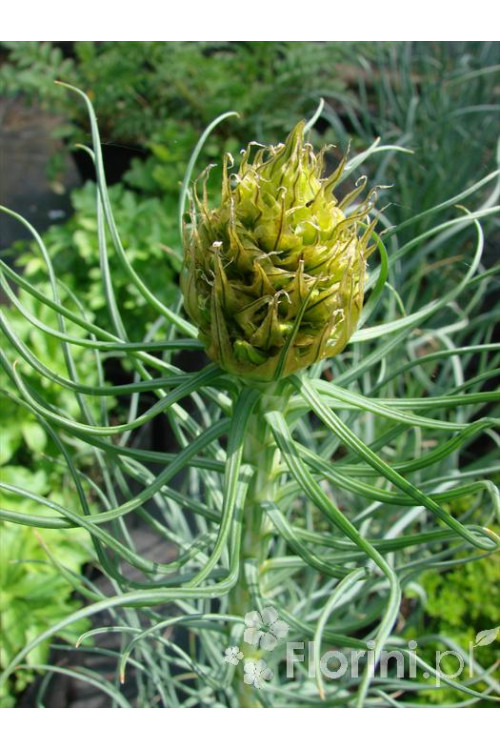 Złotnica złota | Asphodeline lutea