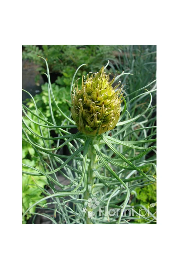 Złotnica złota | Asphodeline lutea