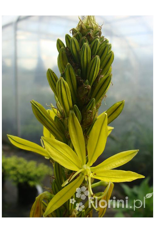 Złotnica złota | Asphodeline lutea