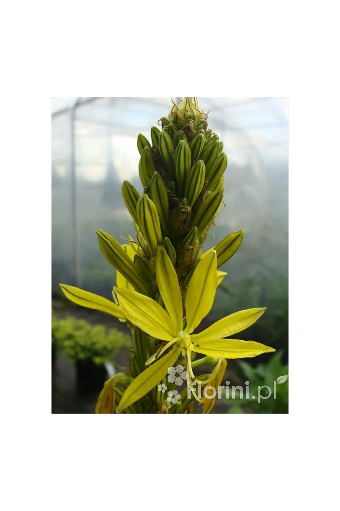 Złotnica złota | Asphodeline lutea