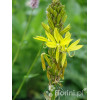 Złotnica złota | Asphodeline lutea