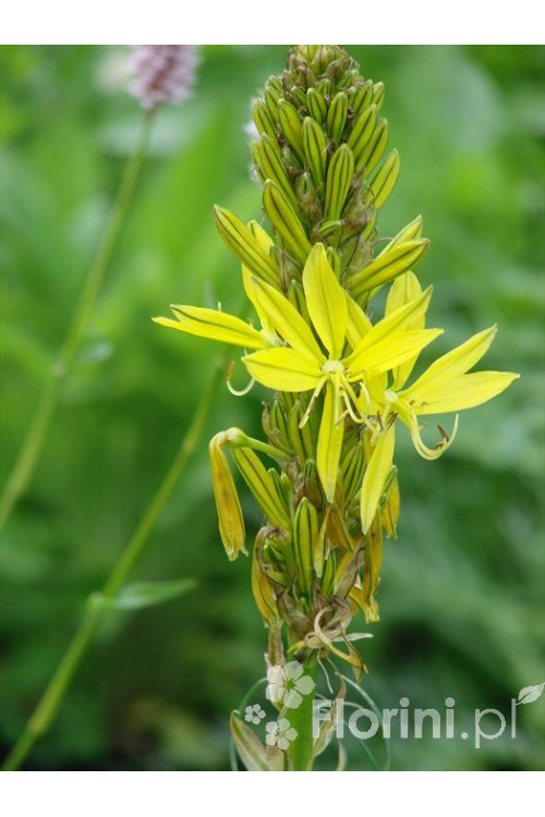 Złotnica złota | Asphodeline lutea