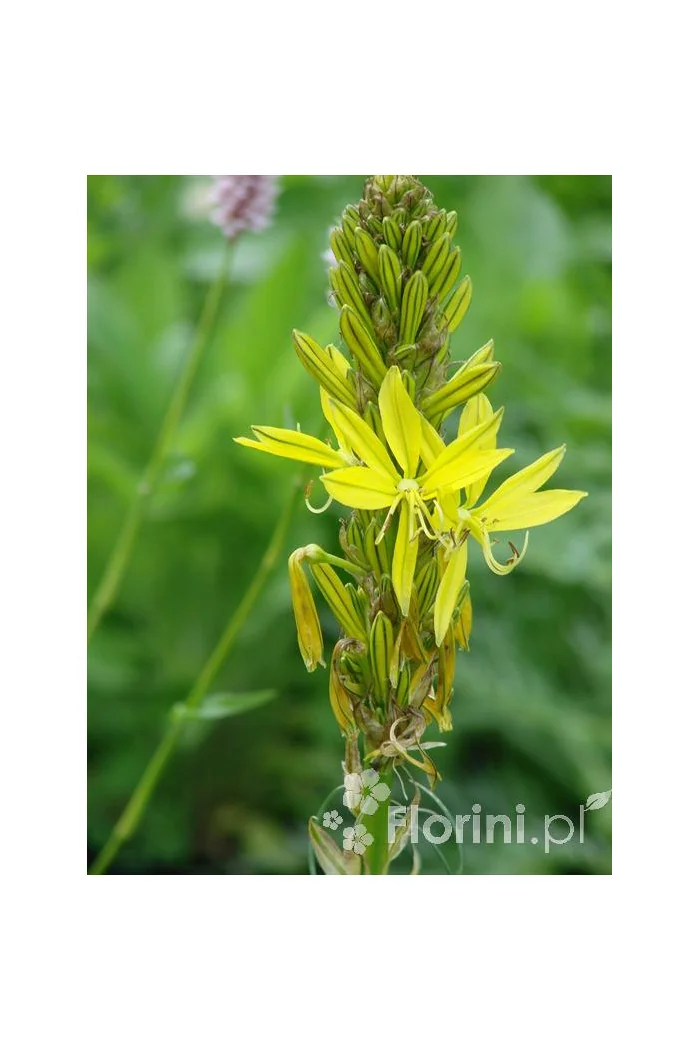 Złotnica złota | Asphodeline lutea