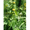 Żeleźniak Russela | Phlomis Russeliana