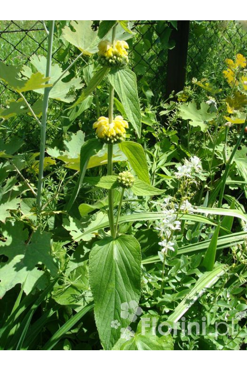 Żeleźniak Russela | Phlomis Russeliana