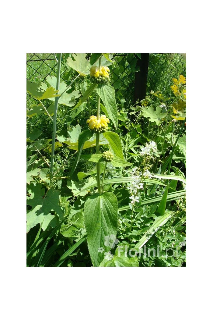 Żeleźniak Russela | Phlomis Russeliana