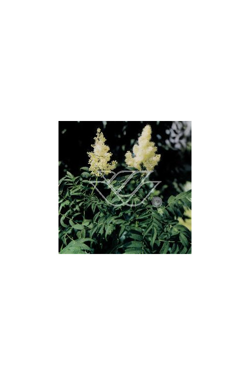 tawlina, tawlina sem, sorbaria