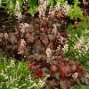 Żuraweczka (Żurawka) 'Burnished Bronze' Heucherella