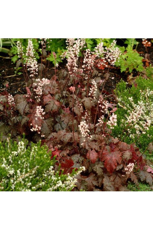 Żuraweczka (Żurawka) 'Burnished Bronze' Heucherella