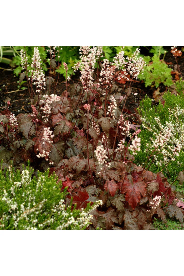 Żuraweczka (Żurawka) 'Burnished Bronze' Heucherella