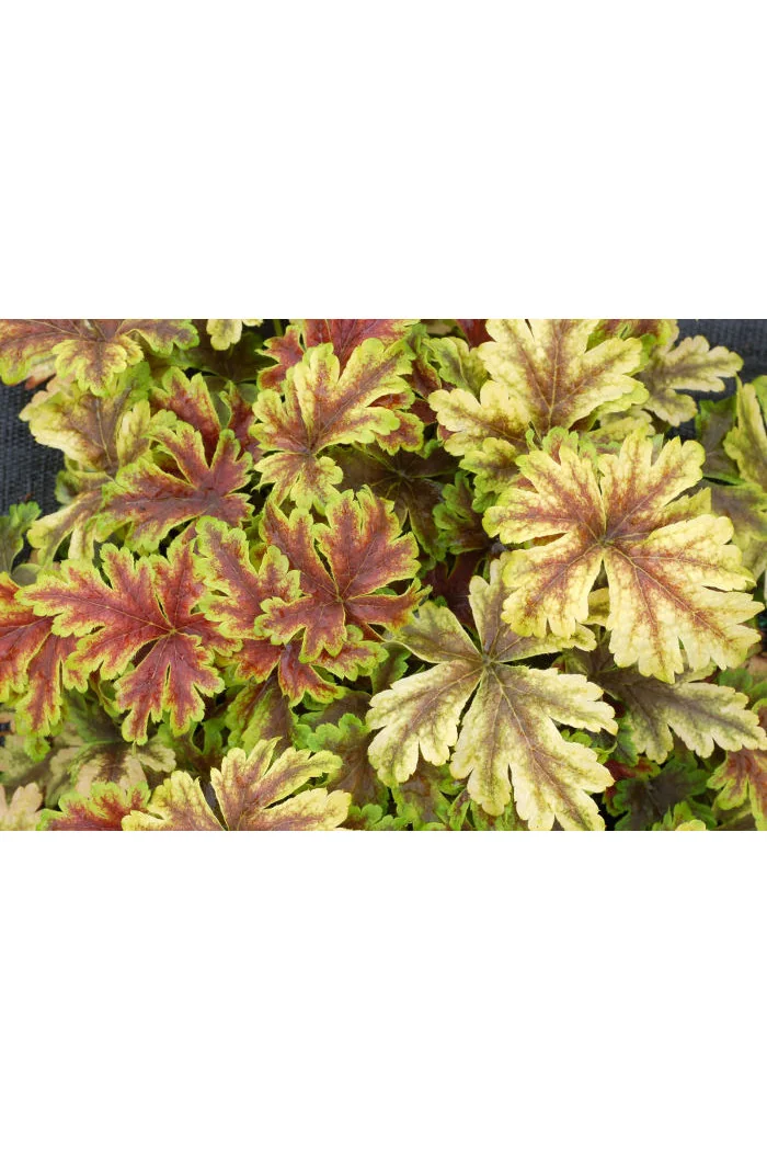 Żuraweczka (Żurawka) 'Golden Zebra' | Heucherella