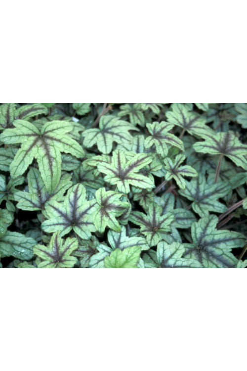 Żuraweczka (Żurawka) 'Kimono' | Heucherella