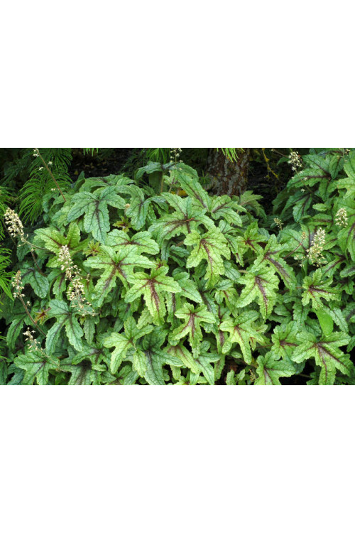 Żuraweczka (Żurawka) 'Kimono' | Heucherella