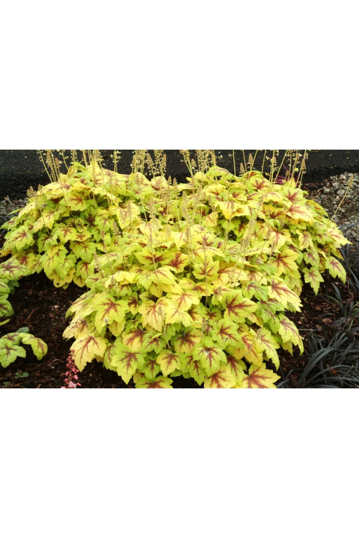 Żuraweczka Stoplight' | Heucherella