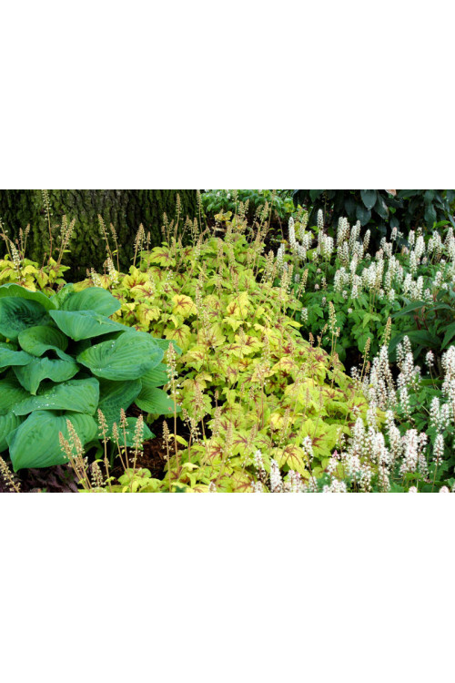 Żuraweczka Stoplight' | Heucherella