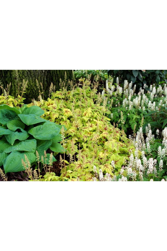 Żuraweczka Stoplight' | Heucherella