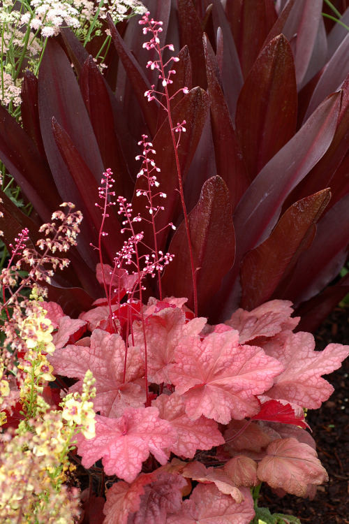 Żurawka 'Autumn Leaves' Heuchera